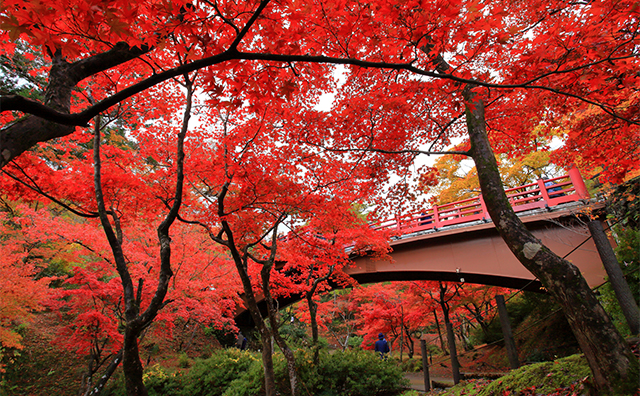 弥彦公園もみじ谷