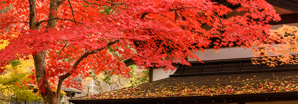 11月のおすすめ国内旅行先17選！紅葉を楽しむ穴場スポットも紹介