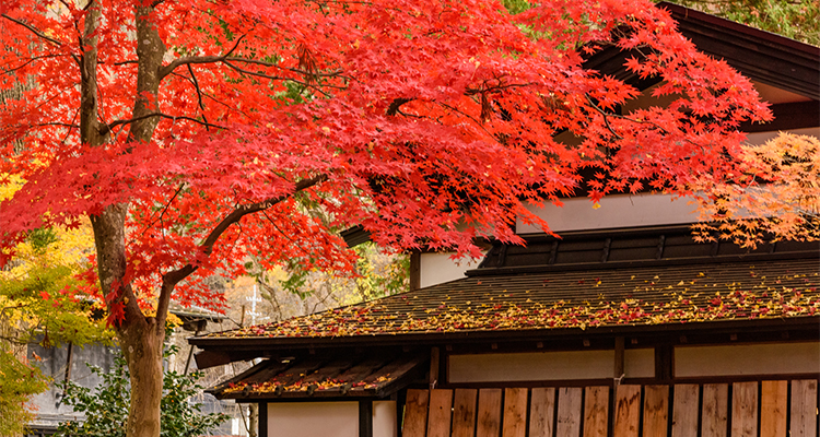 11月のおすすめ国内旅行先17選！紅葉を楽しむ穴場スポットも紹介
