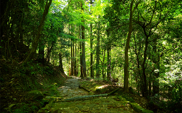 春日山原始林