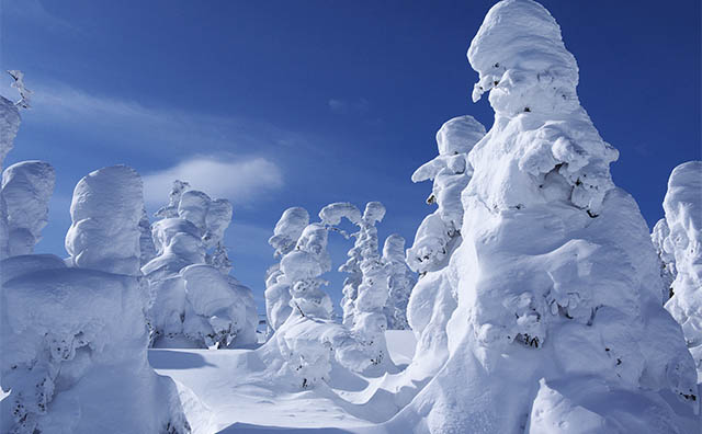 志賀高原 横手山・渋峠スキー場の樹氷群