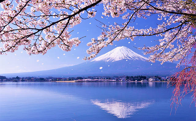 河口湖と桜