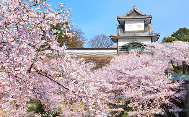 金沢城と桜
