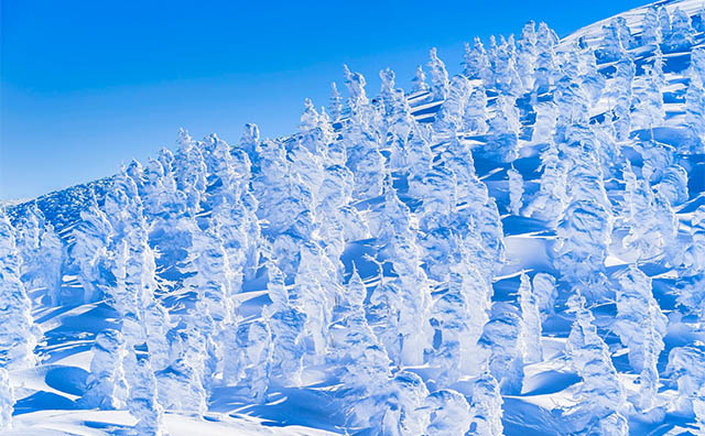 蔵王のスノーモンスター