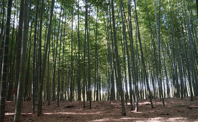 若山農場 提供：（公社）栃木県観光物産協会