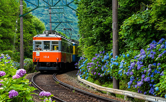 箱根登山電車（あじさい電車）