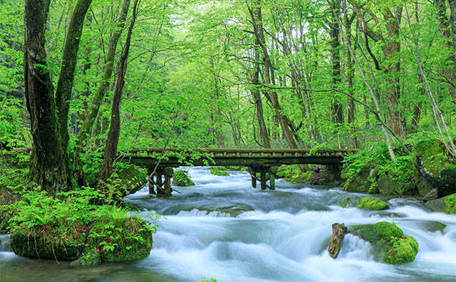 奥入瀬渓流