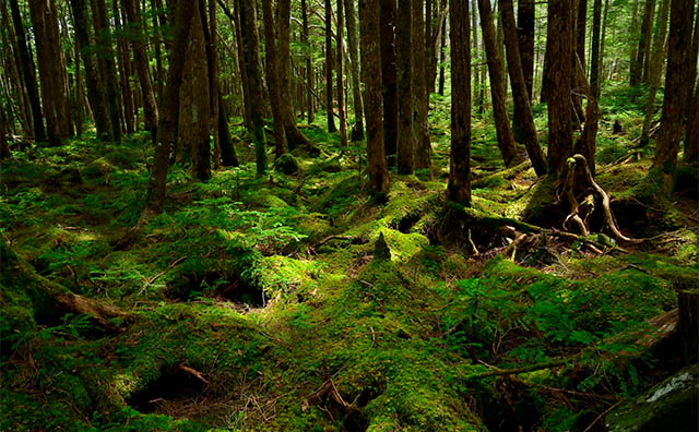 白駒の池・苔の森