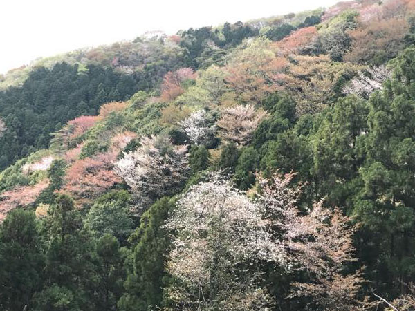 山桜の名所・茨城「桜川」でひと味違う花見を楽しむ旅のイメージ