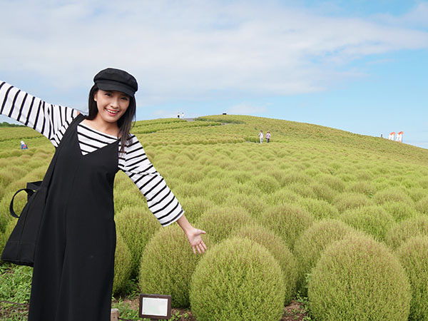 一面のコキアはインスタ映え抜群！国営ひたち海浜公園で絶景を撮影のイメージ