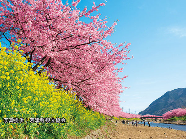 【河津桜の名所】早咲きの伊豆の桜は必見！ピンクの絶景を愛でる旅記事イメージ