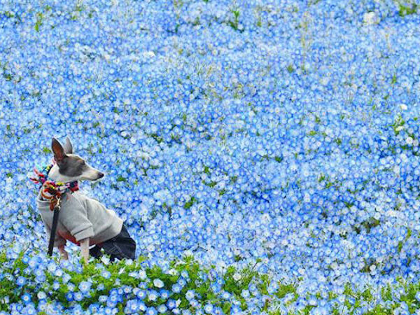 チューリップ、ネモフィラ…関東の花の名所へ