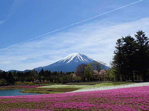 芝桜の絶景を撮影してみた。ピンクのじゅうたんと富士山＆星空が最高！の記事のイメージ
