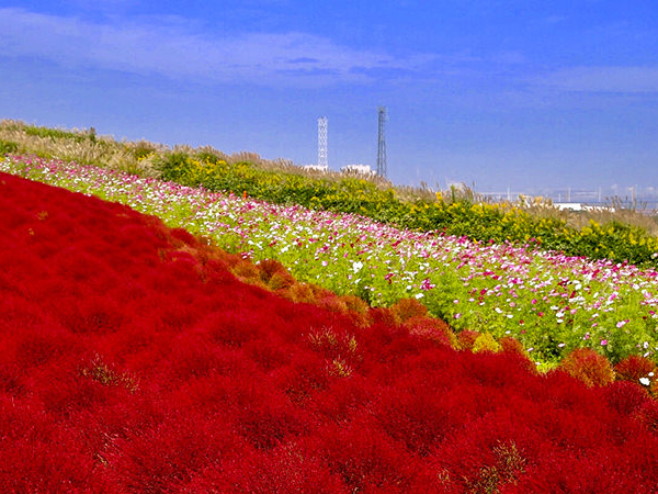 コキア、コスモス、バラ…関東・花の名所へ絶景を見に行こうのイメージ