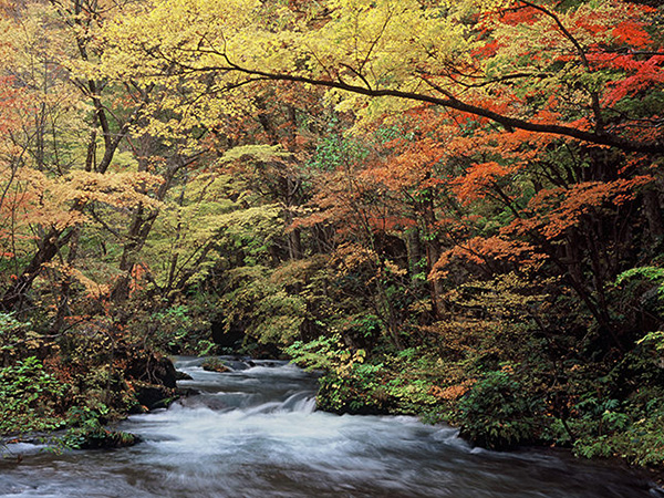 青森で紅葉狩り♪奥入瀬渓流＆十和田湖をハシゴ。名物バラ焼きものイメージ