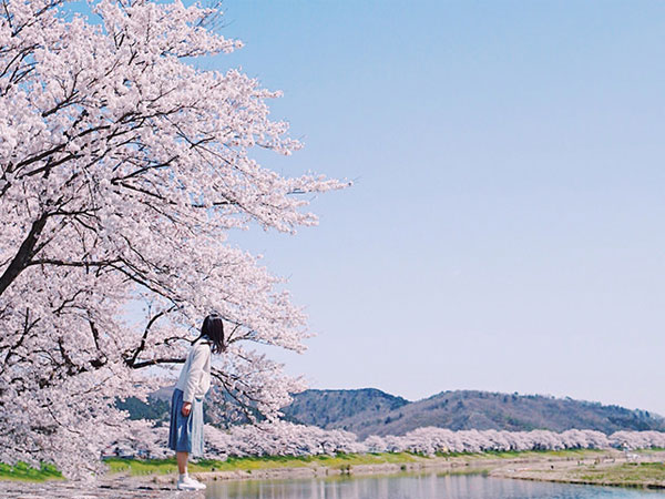 【東北の桜】一度は見てみたい！白石川堤一目千本桜の絶景に酔いしれるのイメージ