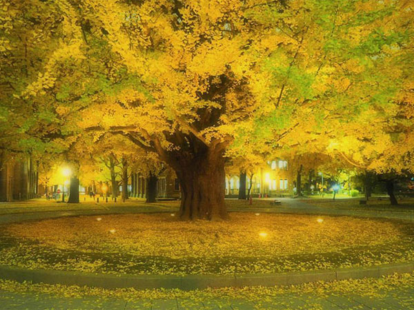 東京・紅葉狩りスポットの穴場5選。目白庭園、清水谷公園ものイメージ