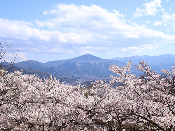 桜×低山ハイキングの名スポット5選を、山岳ライターがご案内！のイメージ