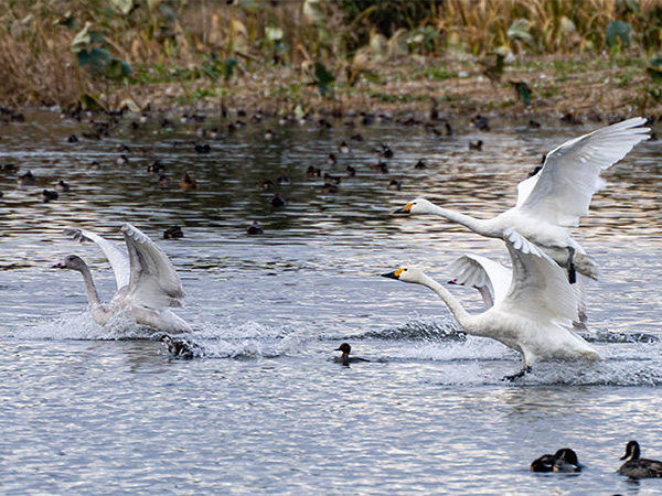 白鳥の飛来地・新潟・瓢湖へ。期間限定の絶景を楽しむ旅のイメージ