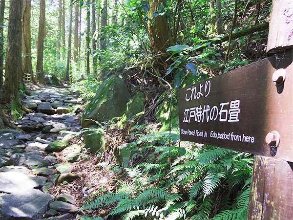 山歩き初心者も楽しめる低山ハイキング。自然豊かな箱根旧街道へのイメージ