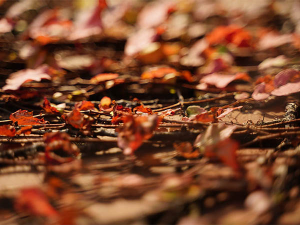 紅葉の撮り方をプロが伝授。旅先の写真をもっと素敵に