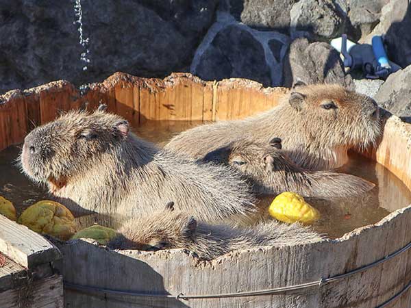 カピバラが露天風呂に入る姿がかわいい！伊豆シャボテン動物公園への旅