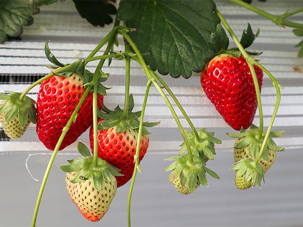 【フルーツパーク仙台あらはま】いちご狩り体験＆パフェも！フルーツ満喫旅