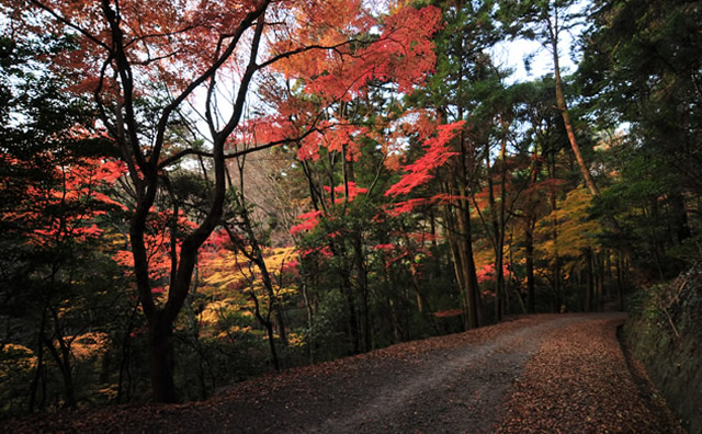 春日奥山遊歩道五色のもみじ のイメージ