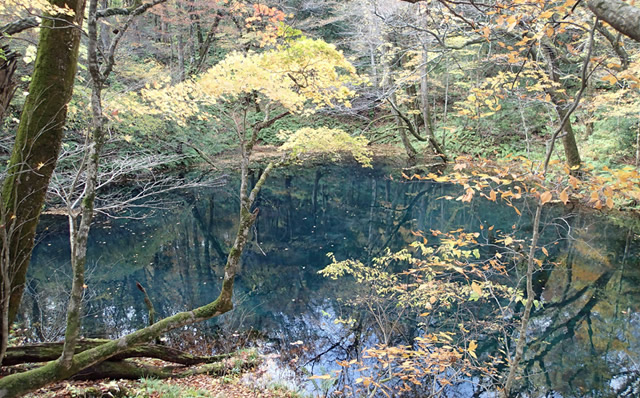 白神山地　秋