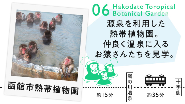 【06　函館市熱帯植物園】源泉を利用した熱帯植物園。仲良く温泉に入るお猿さんたちを見学。