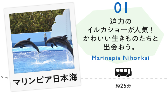 【01　マリンピア日本海】迫力のイルカショーが人気！かわいい生きものたちと出会おう。