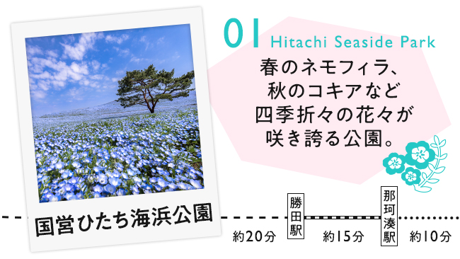 【01　国営ひたち海浜公園】春のネモフィラ、秋のコキアなど四季折々の花々が咲き誇る公園。