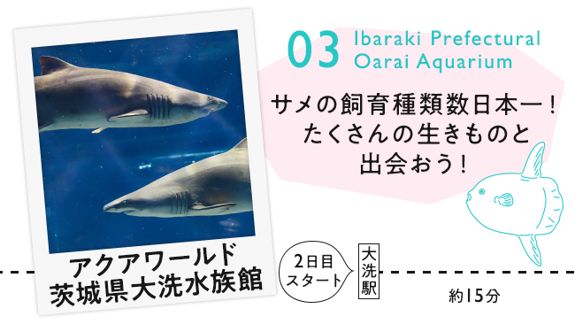 【03　アクアワールド大洗水族館】サメの飼育種類数日本一！たくさんの海の生きものと出会おう！