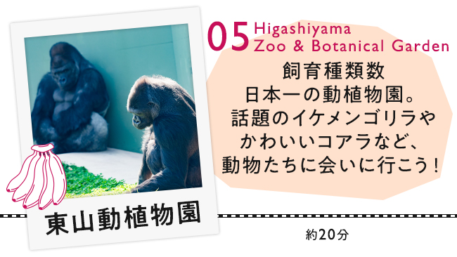 【05　東山動植物園】飼育種類数日本一の動植物園。話題のイケメンゴリラやかわいいコアラなど、動物たちに会いに行こう！