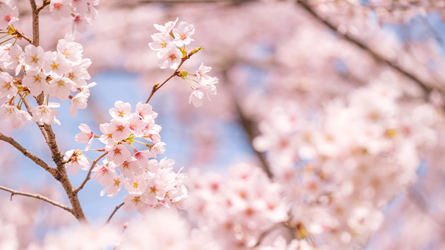 桜を見に行こう