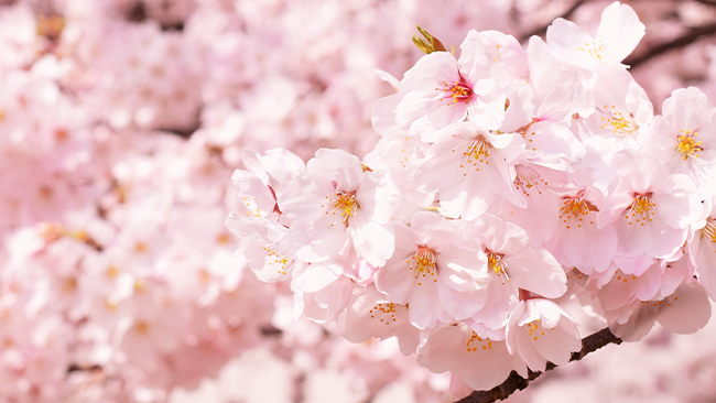 新幹線＆特急列車で桜を見に行こう